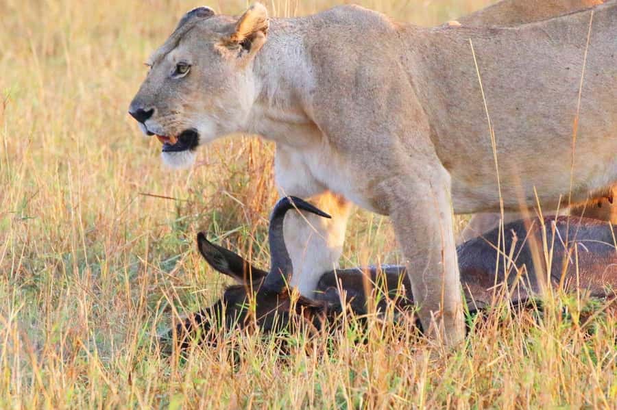 From Nairobi:3-Days 2-Nights Maasai Mara Group Safari in 4WD - Booking advice and final verdict
