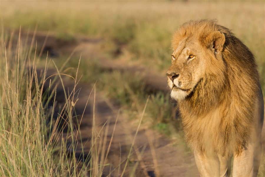 From Nairobi: 3 Days 2 Nights Masai Mara Group Safari - Key points to know before booking