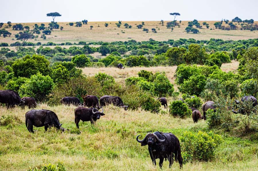 From Nairobi: 3 Days 2 Nights Masai Mara Group Safari - Why three days works well for the Maasai Mara