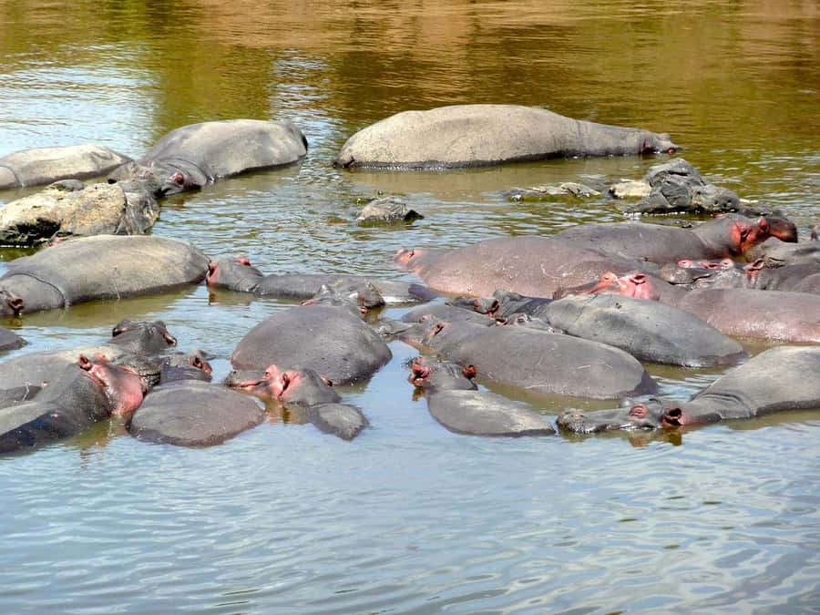 From Nairobi: 3 Days 2 Nights Masai Mara Group Safari - The park fee issue deserves careful attention