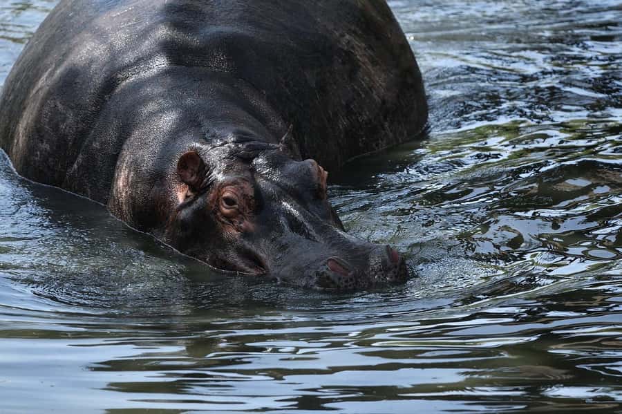 From Nairobi: 3 Days 2 Nights Masai Mara Group Safari - Should you book the Maasai Mara group safari?
