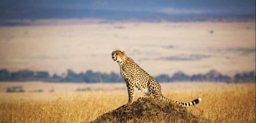 From Nairobi: 3 - Days Maasai Mara Group Safari by 4WD - What budget camping at Rhino Tourist Camp means