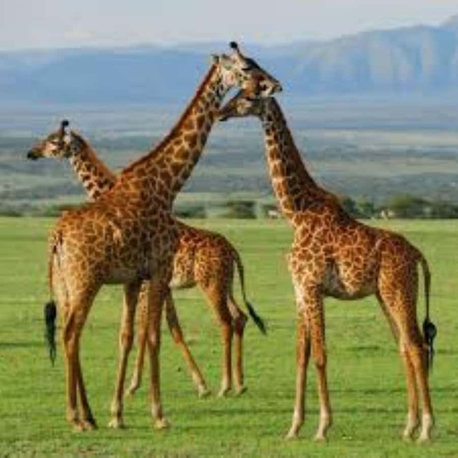 From Nairobi: 3 - Days Maasai Mara Group Safari by 4WD - Day one: Nairobi, the Rift Valley, and the first animals