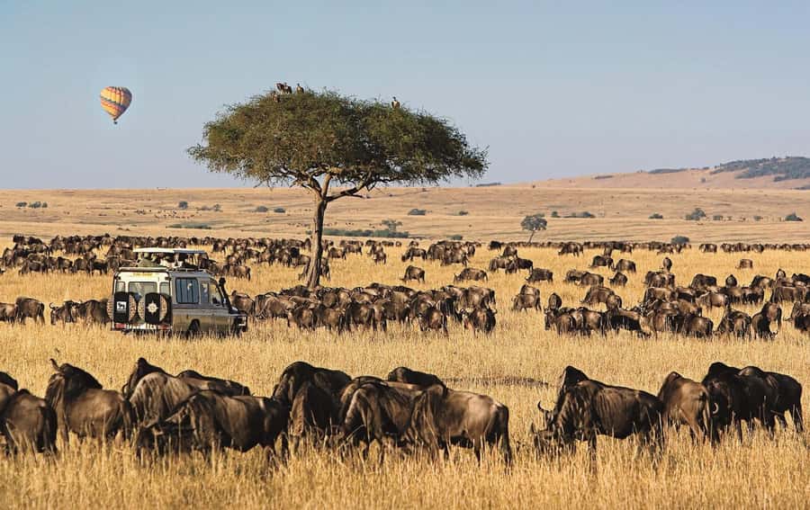 From Nairobi: 4-Day Maasai Mara and Lake Nakuru Group Safari - Who will get the most from this tour