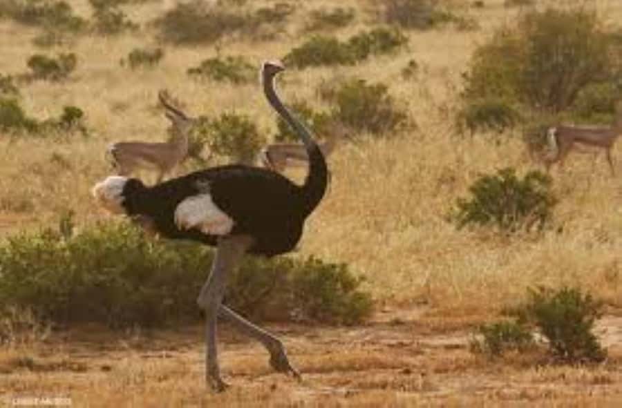 From Nairobi: 4-Day Maasai Mara and Lake Nakuru Group Safari - Is the $350 price good value?