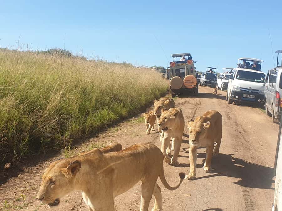 From Nairobi: 7 Days Masai Mara, Nakuru, and Amboseli Safari - Days 6 and 7: Amboseli elephants beneath Kilimanjaro