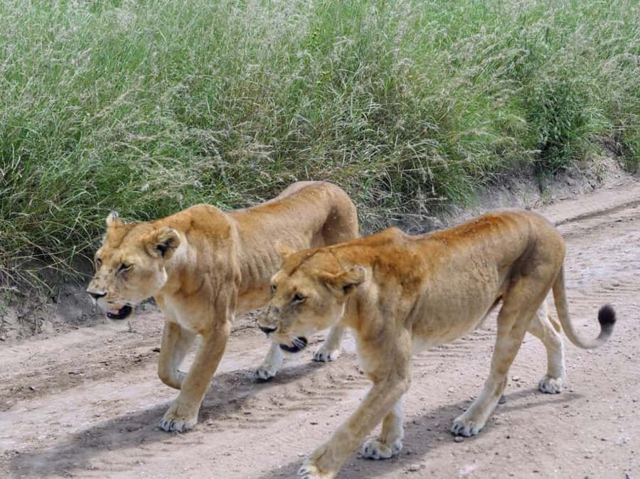 From Nairobi: 7 Days Masai Mara, Nakuru, and Amboseli Safari - The 4x4 setup and guide experience