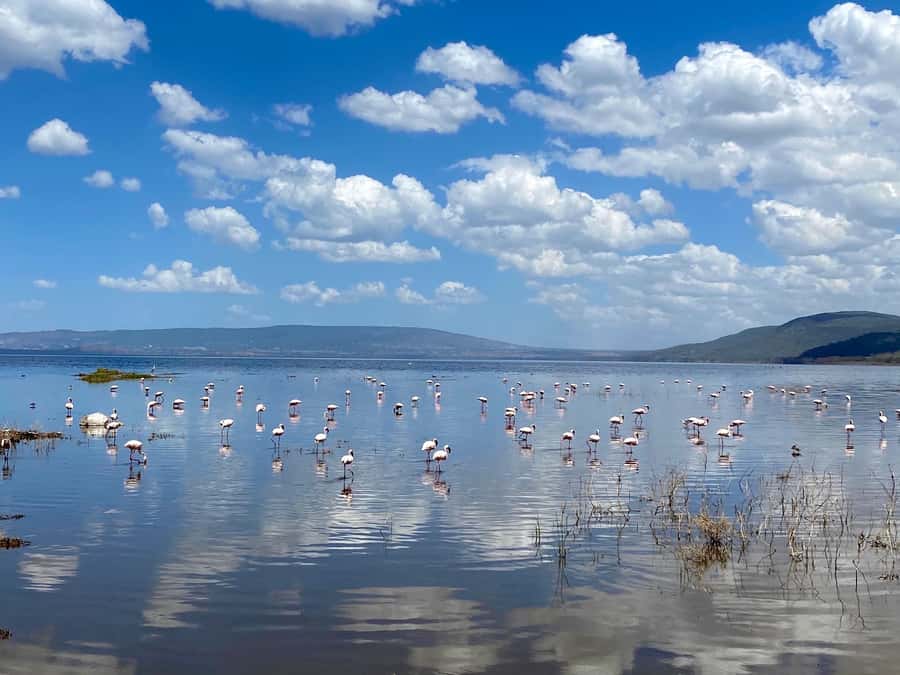 From Nairobi: 7 Days Masai Mara, Nakuru, and Amboseli Safari - Who should book this safari?