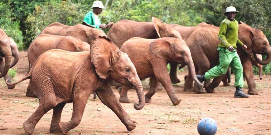 From Nairobi: David Sheldrick Elephant Orphanage Tour - Getting from Nairobi to the trust