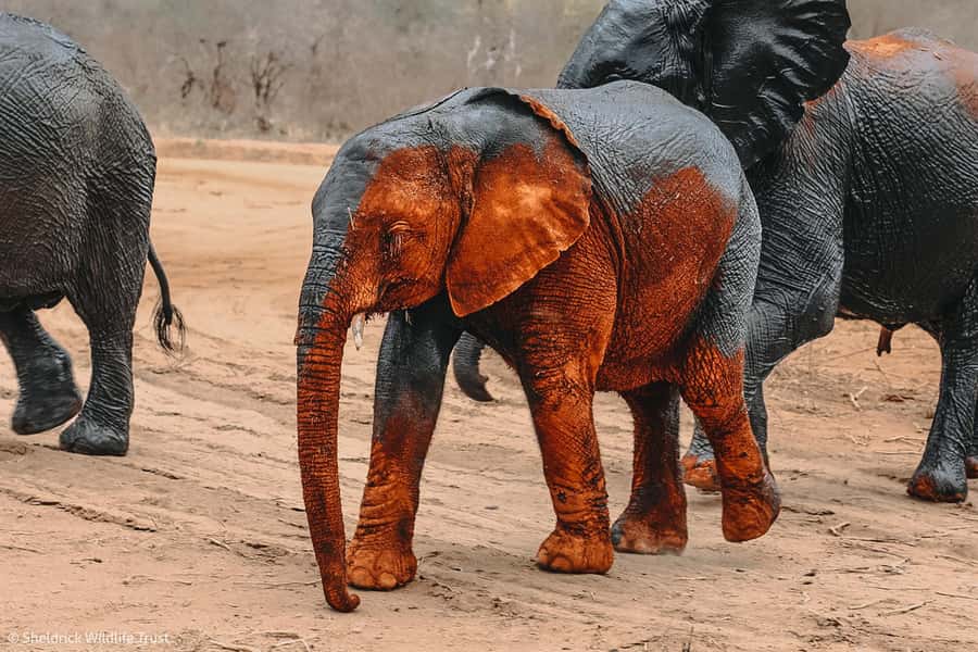 From Nairobi: David Sheldrick Elephant Orphanage Tour - Who will get the most from this visit