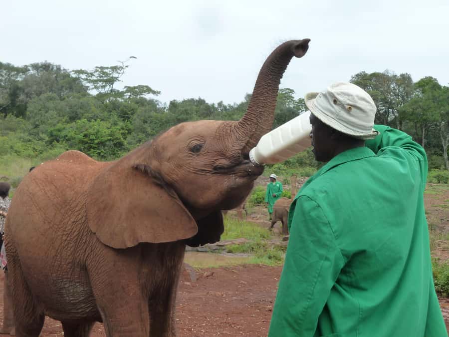 From Nairobi: David Sheldrick Elephant Orphanage Tour - The viewing area and the elephant care
