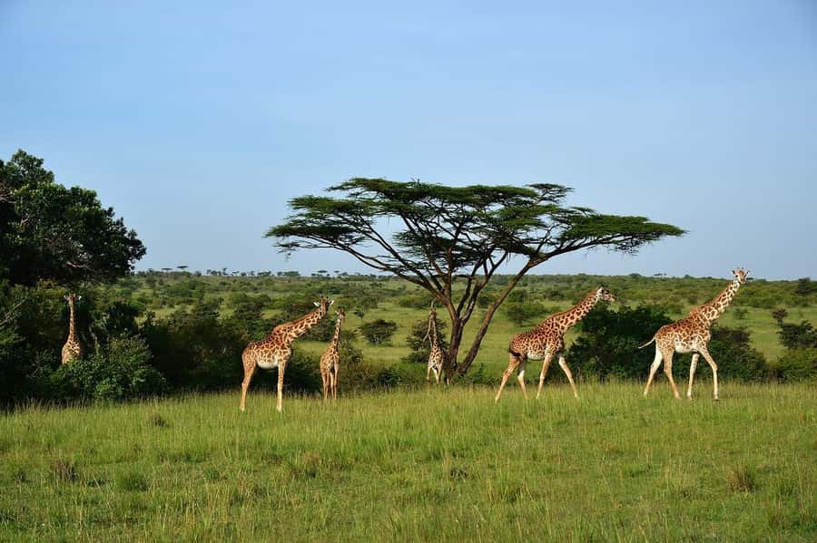 From Nairobi: Day Tour to Maasai Mara - Six hours of wildlife viewing