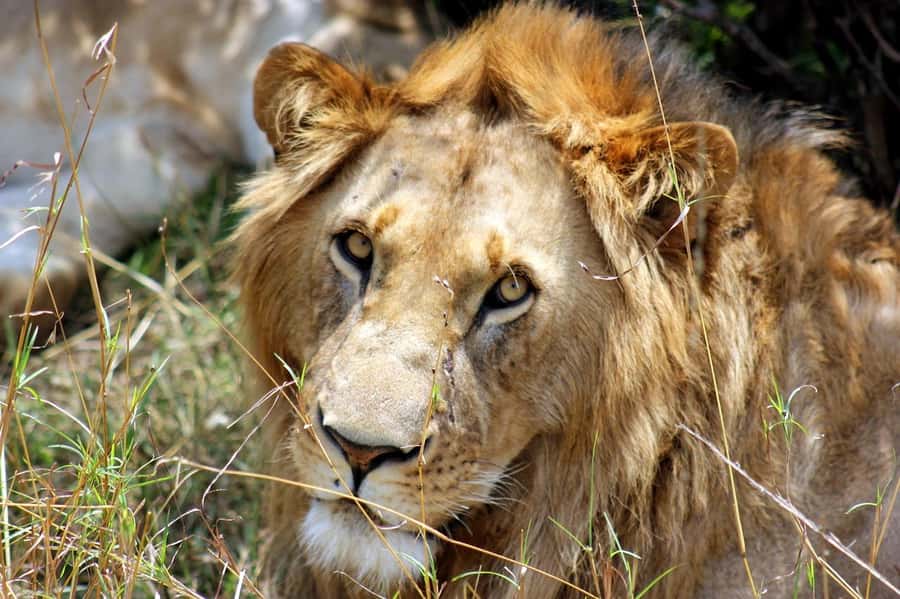 From Nairobi: Day Tour to Maasai Mara - The long return to Nairobi