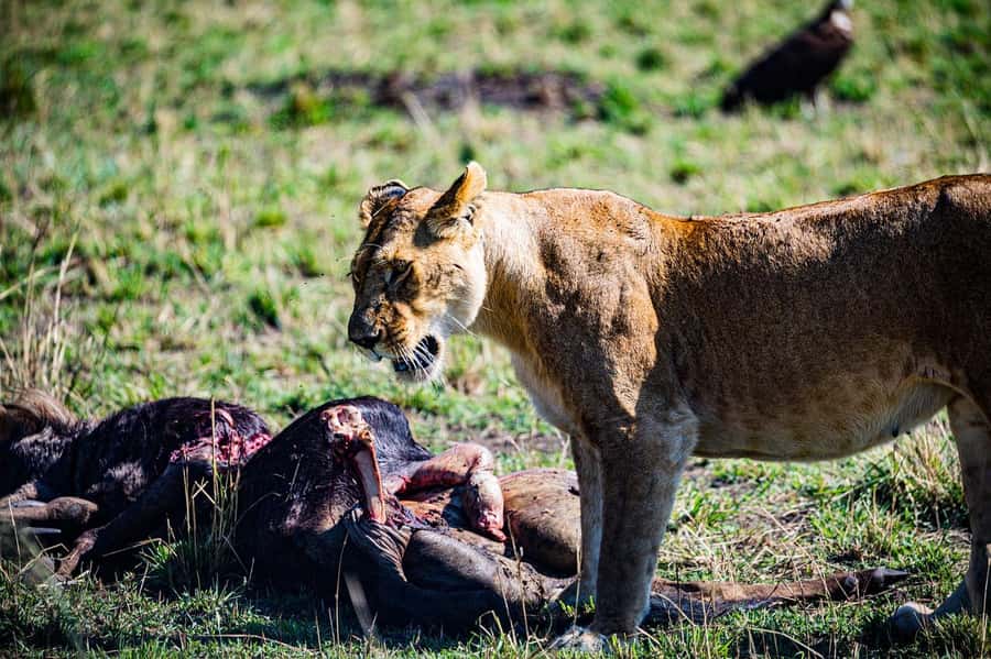 From Nairobi: Day Tour to Maasai Mara - Who should book this safari