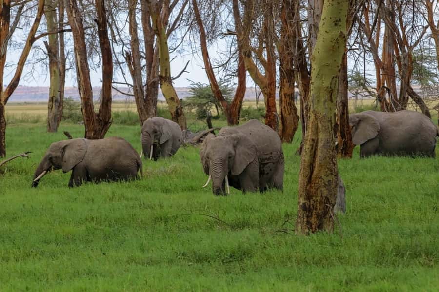 From Nairobi: Day Trip to Amboseli National Park - Key points to know before booking