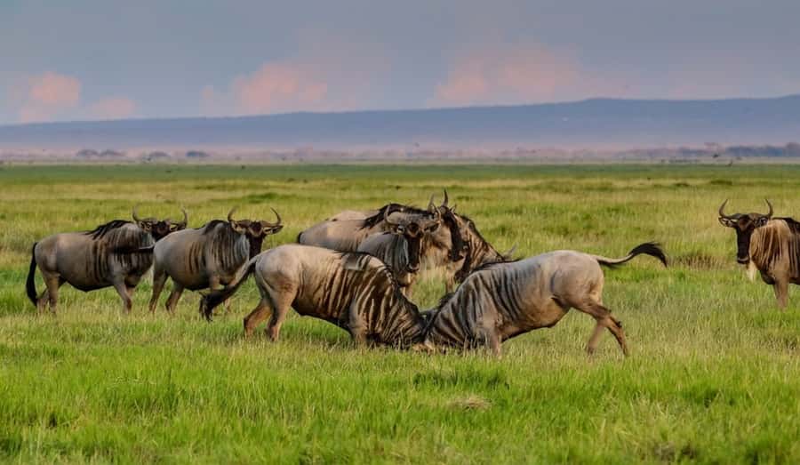 From Nairobi: Day Trip to Amboseli National Park - Why Amboseli makes sense as a Nairobi day trip