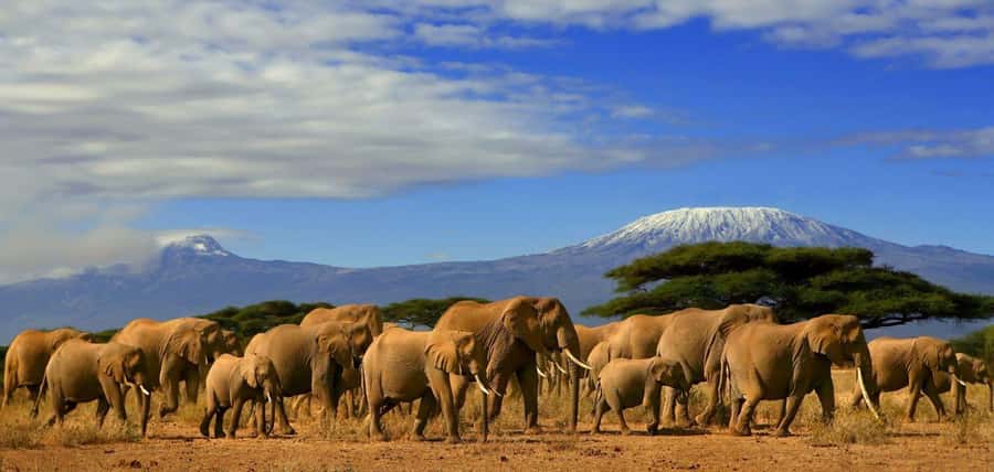 From Nairobi: Day Trip to Amboseli National Park - Entering Amboseli in a pop-up-roof van