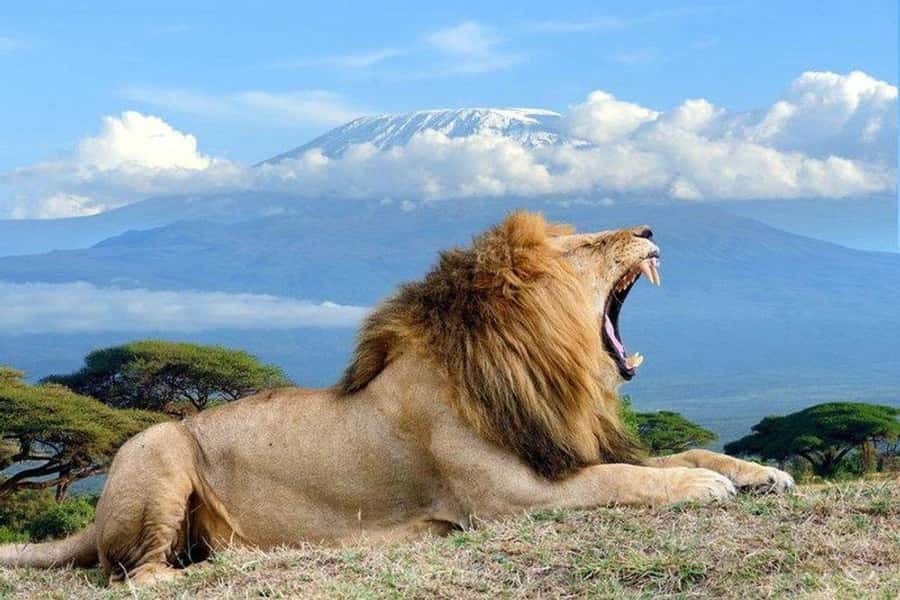 From Nairobi: Day Trip to Amboseli National Park - Mount Kilimanjaro, if the clouds allow it