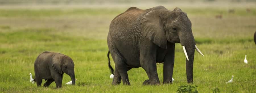 From Nairobi: Day Trip to Amboseli National Park - Lunch at Ol Tukai Lodge