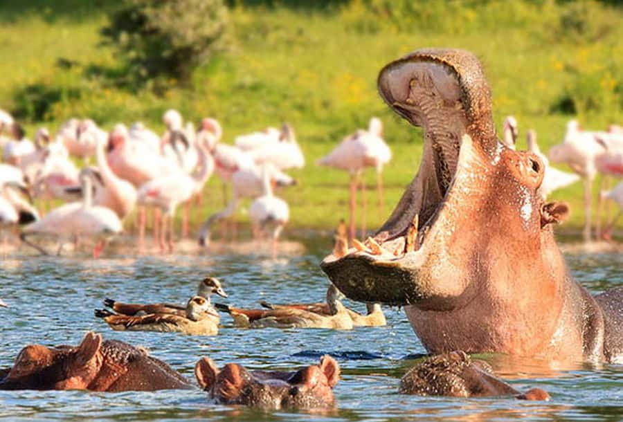 From Nairobi: Day Trip to Hells gate and Lake Naivasha - Key points to know before booking