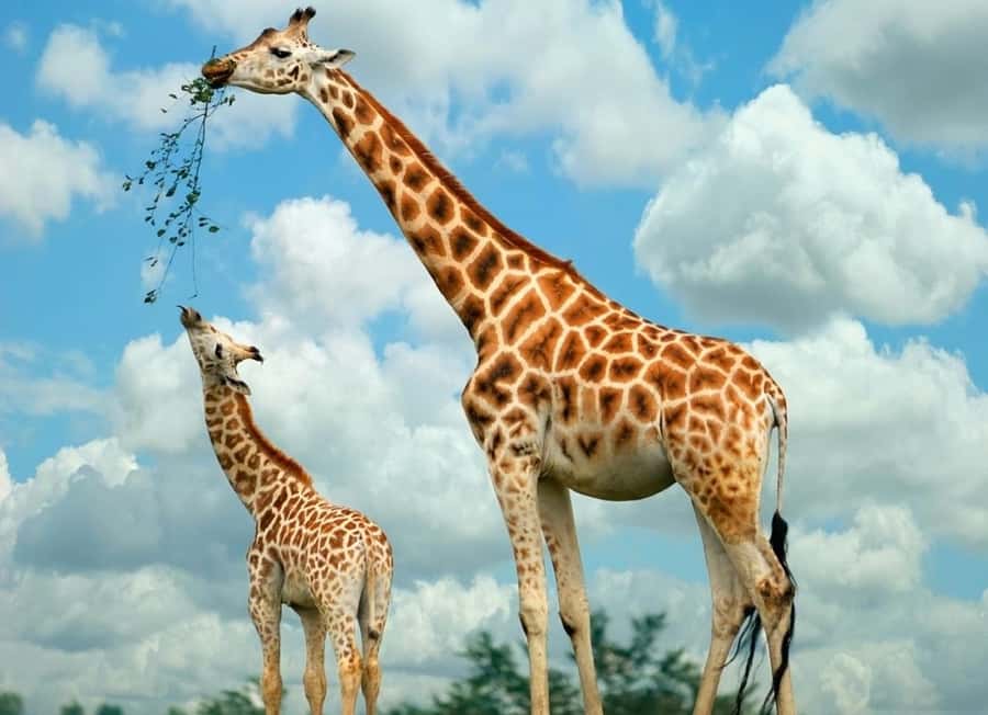 From Nairobi: Elephant Orphanage and Giraffe Center Day Trip - Start with Rothschild giraffes at the Giraffe Centre