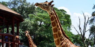 Elephant Orphanage and Giraffe Center Day Trip