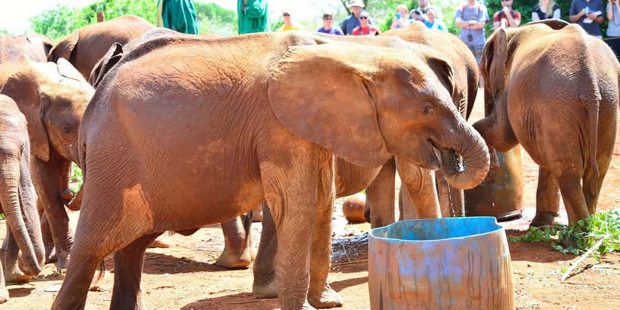 From Nairobi: Elephant Orphanage and Giraffe Center Day Trip - Guides make a real difference