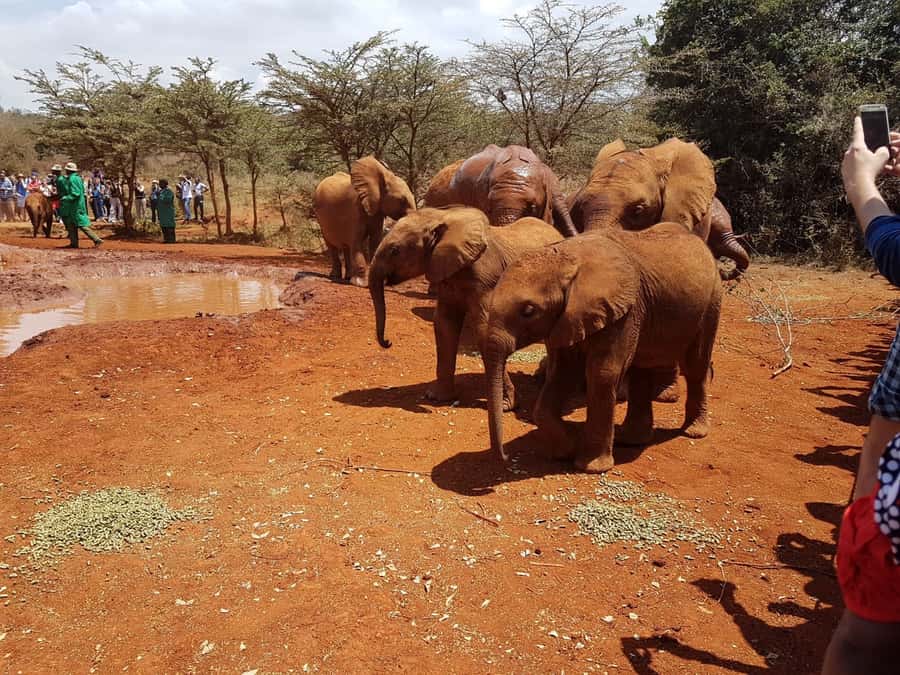 From Nairobi: Elephant Orphanage and Giraffe Center Day Trip - Is $90 good value?