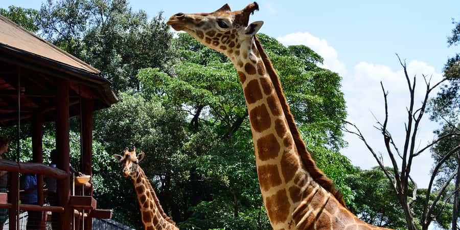 From Nairobi: Elephant Orphanage and Giraffe Center Day Trip - The David Sheldrick Wildlife Trust is the emotional center