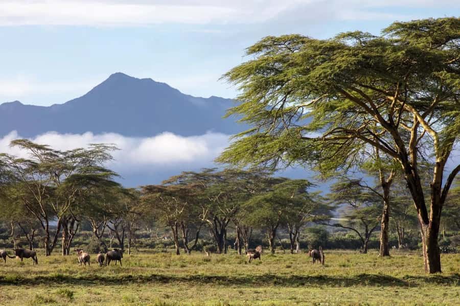 From Nairobi: Horseback Wildlife Safari with Transfer & Meal - Quick points before you book