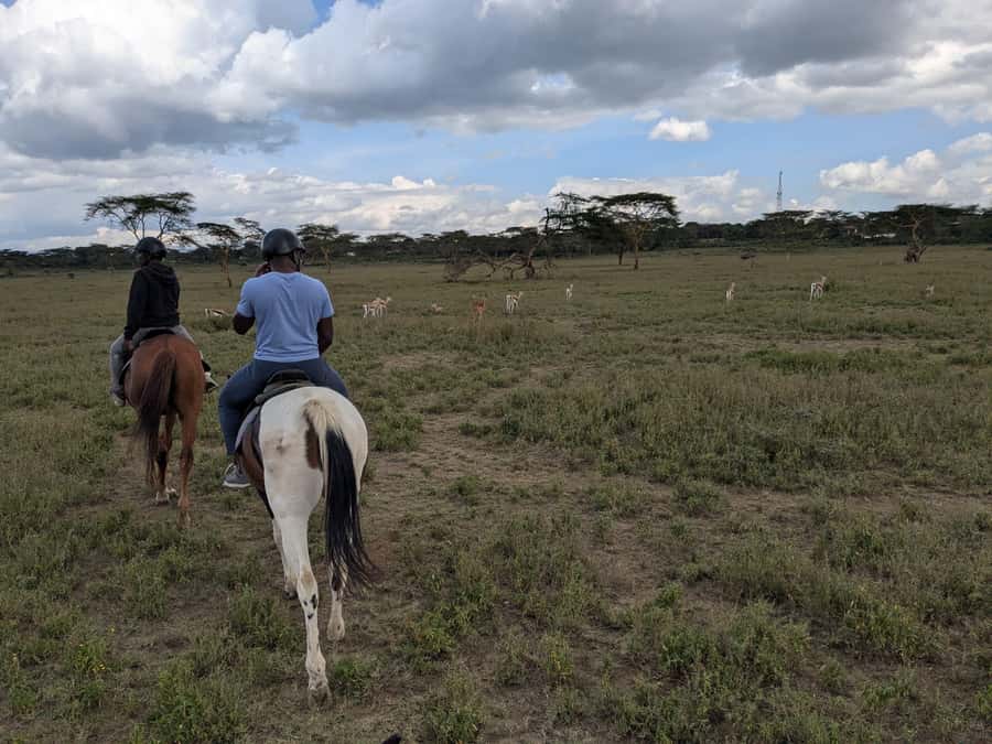 From Nairobi: Horseback Wildlife Safari with Transfer & Meal - Meeting the horses near Naivasha