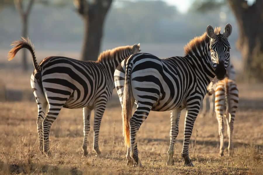 From Nairobi: Horseback Wildlife Safari with Transfer & Meal - The horseback safari across open plains