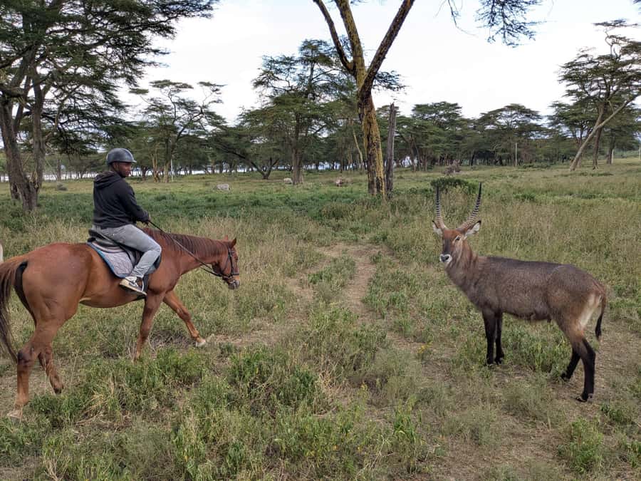 From Nairobi: Horseback Wildlife Safari with Transfer & Meal - Wildlife sightings and what to expect