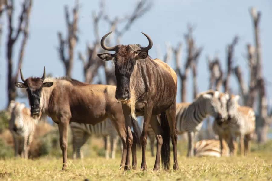 From Nairobi: Horseback Wildlife Safari with Transfer & Meal - What to wear and bring