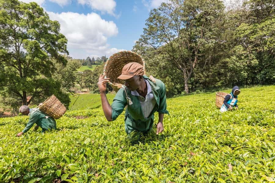 From Nairobi: Kiambethu Tea Farm Tour & Lunch - Key details before you book