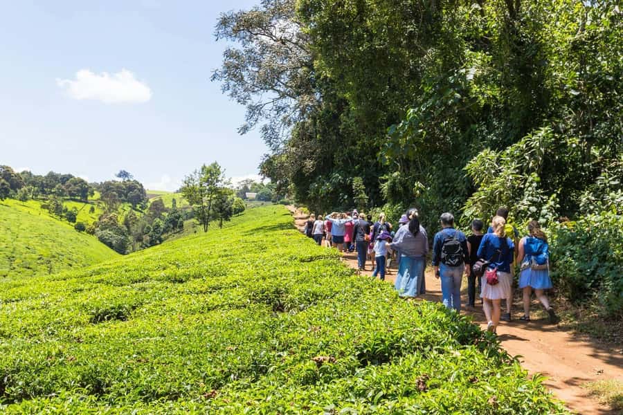 From Nairobi: Kiambethu Tea Farm Tour & Lunch - Arriving at the main house around 11 am