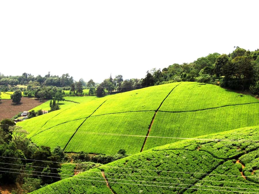 From Nairobi: Kiambethu Tea Farm Tour & Lunch - Leaving Nairobi at 9:30 am