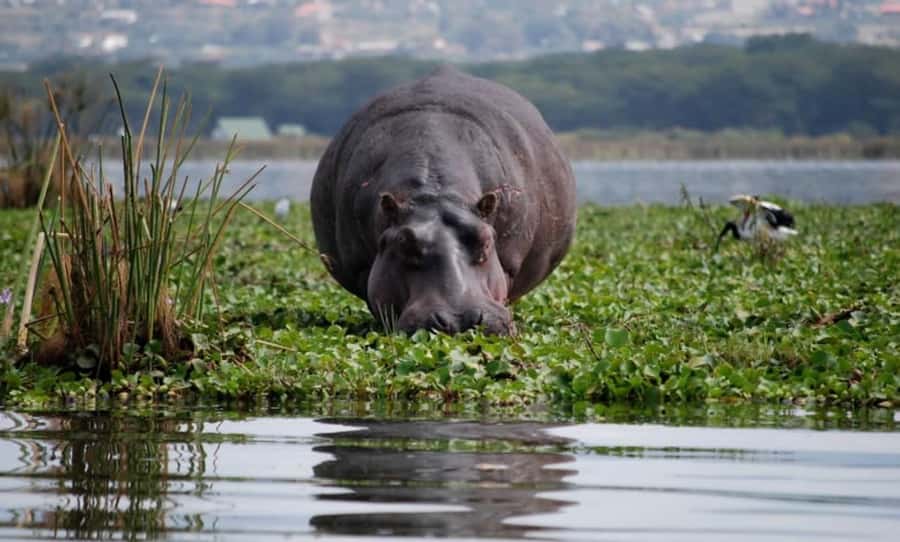 From Nairobi: Lake Naivasha and Hell's Gate Park Day Tour - Key points to know before you book