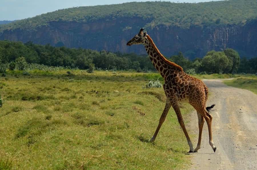 From Nairobi: Lake Naivasha and Hell's Gate Park Day Tour - The Great Rift Valley viewpoint