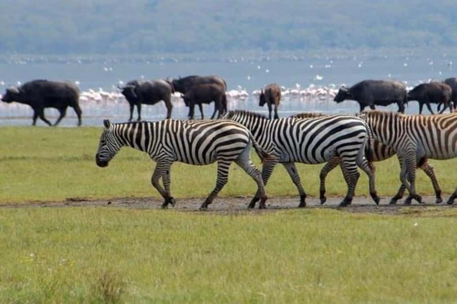 From Nairobi: Lake Nakuru National Park Full-Day Tour - Key points to know before booking