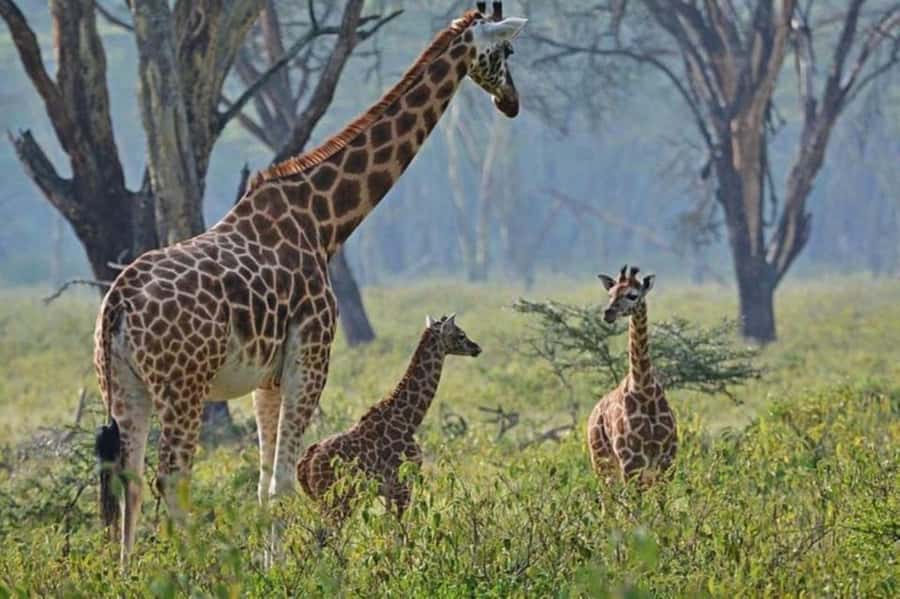 From Nairobi: Lake Nakuru National Park Full-Day Tour - Why Lake Nakuru works as a Nairobi day trip