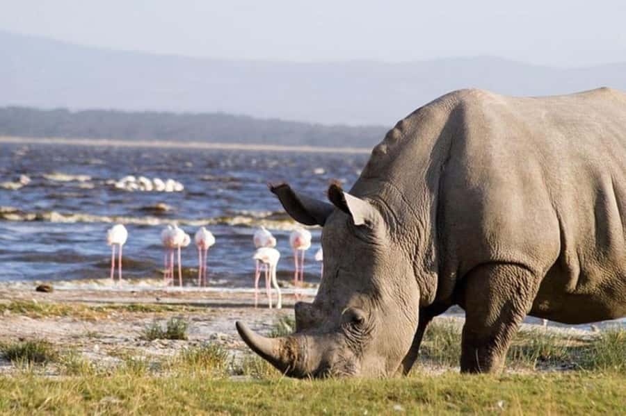 From Nairobi: Lake Nakuru National Park Full-Day Tour - Entering Lake Nakuru National Park