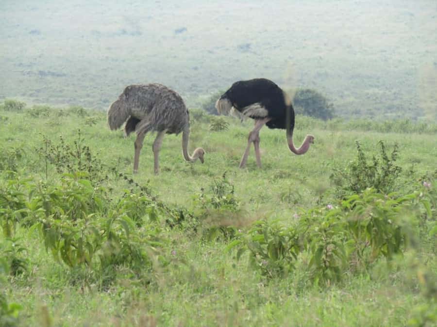 From Nairobi: Lake Nakuru National Park Full-Day Tour - Searching for rhinos, lions, and big cats