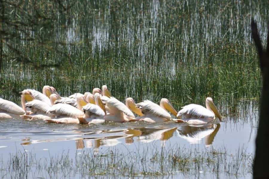 From Nairobi: Lake Nakuru National Park Full-Day Tour - Birds, flamingos, and the lake itself