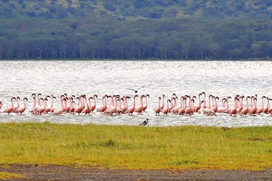 From Nairobi: Lake Nakuru National Park Full-Day Tour - What the private format changes