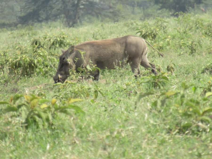 From Nairobi: Lake Nakuru National Park Full-Day Tour - Is $155 a fair price?