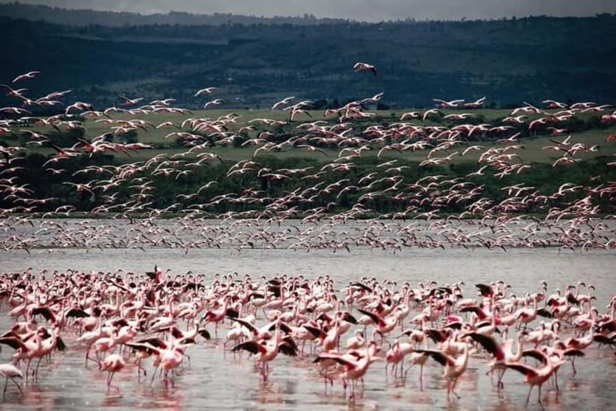 From Nairobi: Lake Nakuru National Park Full-Day Tour - What to bring for a comfortable day