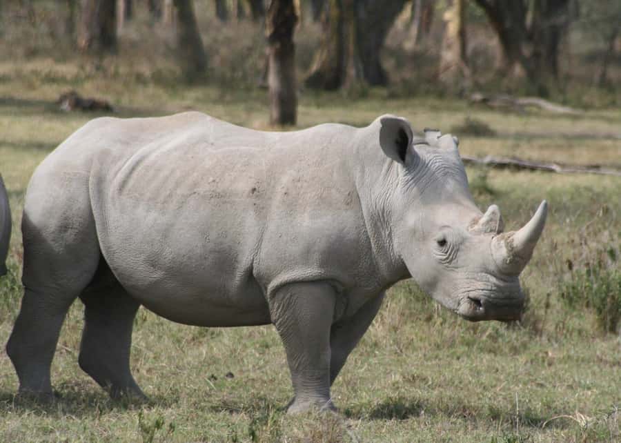 From Nairobi: Lakes Nakuru & Naivasha National Park Day Tour - A two-lake safari squeezed into one long day