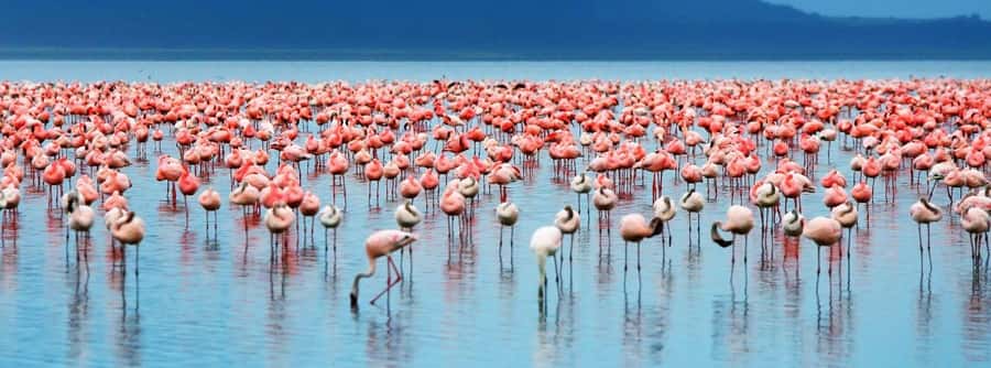 From Nairobi: Lakes Nakuru & Naivasha National Park Day Tour - The early road to Lake Nakuru