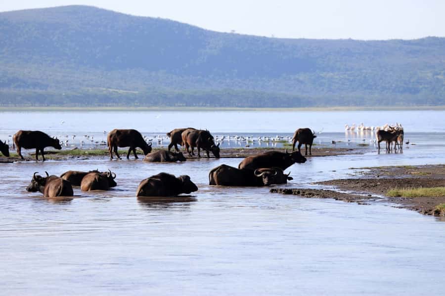 From Nairobi: Lakes Nakuru & Naivasha National Park Day Tour - Lake Naivasha by boat